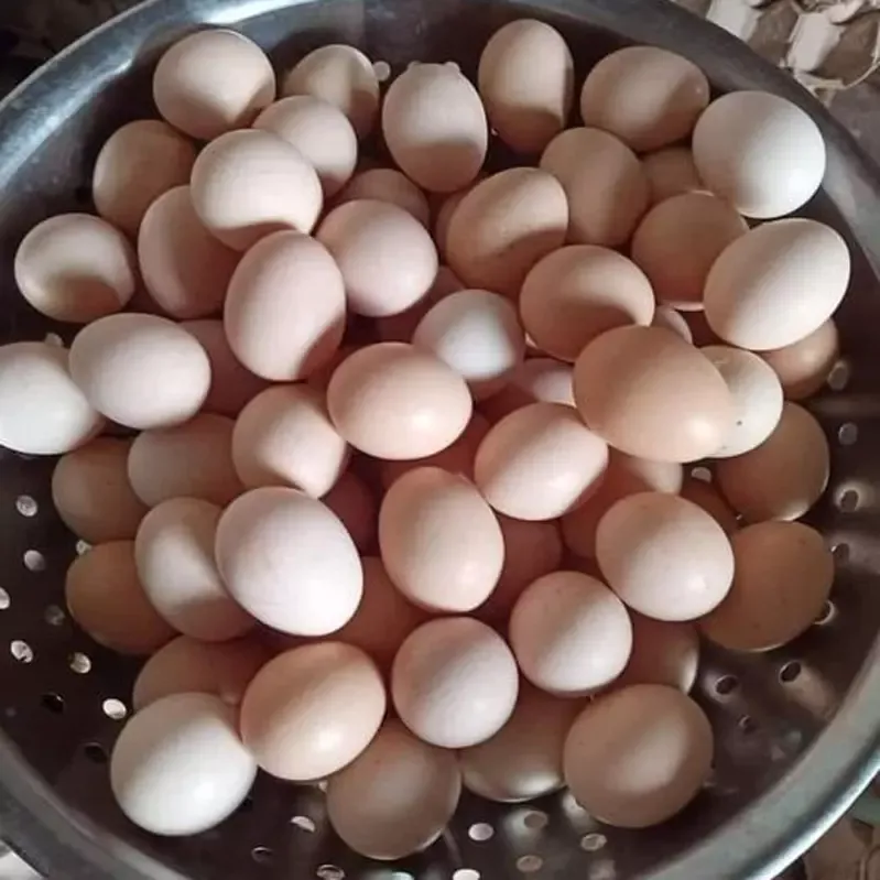 Trứng gà đồi Tây Bắc (50 quả)
